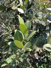 Acokanthera rotundata