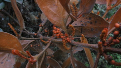 Dendrophthora avenia