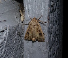 Ichneutica morosa