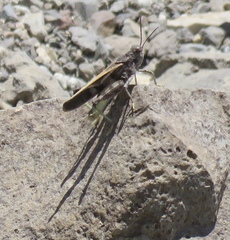 Cratypedes neglectus