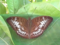 Tanaecia pelea
