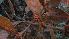 Dendrophthora avenia