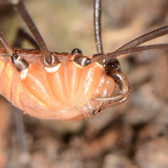 Leiobunum calcar