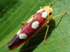 Tettisama quinquemaculata