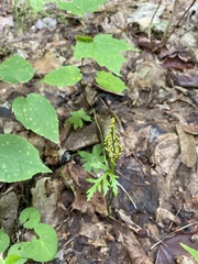 Botrychium angustisegmentum