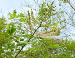 Mimosa spirocarpa