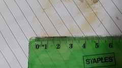 Tylopilus phaseolisporus