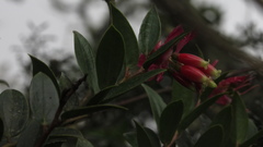 Cavendishia bracteata