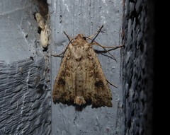 Ichneutica morosa