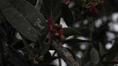 Cavendishia bracteata