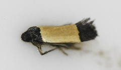 Image of Anacampsis coverdalella