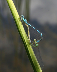 Coenagrion lanceolatum