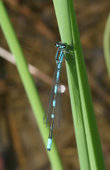 Coenagrion lanceolatum