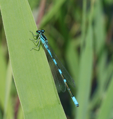 Coenagrion lanceolatum