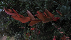 Cavendishia bracteata