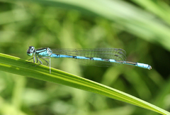 Coenagrion lanceolatum