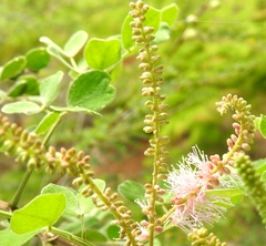 Mimosa spirocarpa