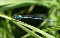 Coenagrion lanceolatum