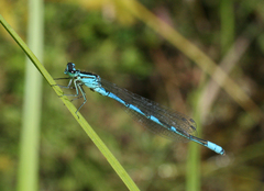 Coenagrion lanceolatum
