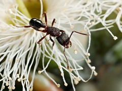 Rhytidoponera tasmaniensis