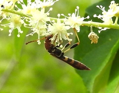 Odontocera aurocincta