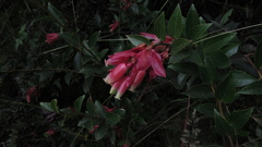 Cavendishia bracteata