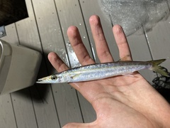 Sphyraena borealis