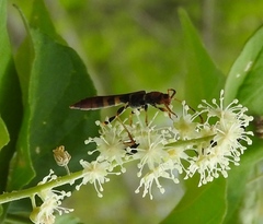 Odontocera aurocincta