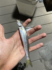 Sphyraena borealis