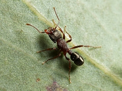 Rhytidoponera tasmaniensis