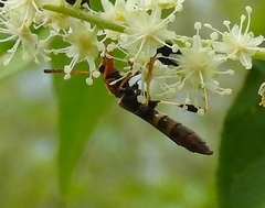 Odontocera aurocincta