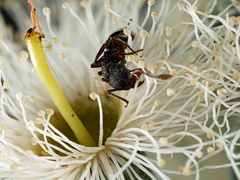 Rhytidoponera tasmaniensis