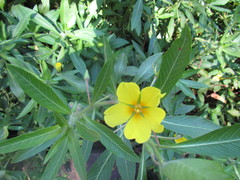 Ludwigia hexapetala