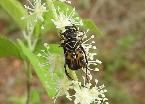 Trigonopeltastes sallaei sinaloensis