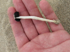 Montagnea arenaria