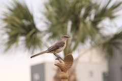 Mimus polyglottos image