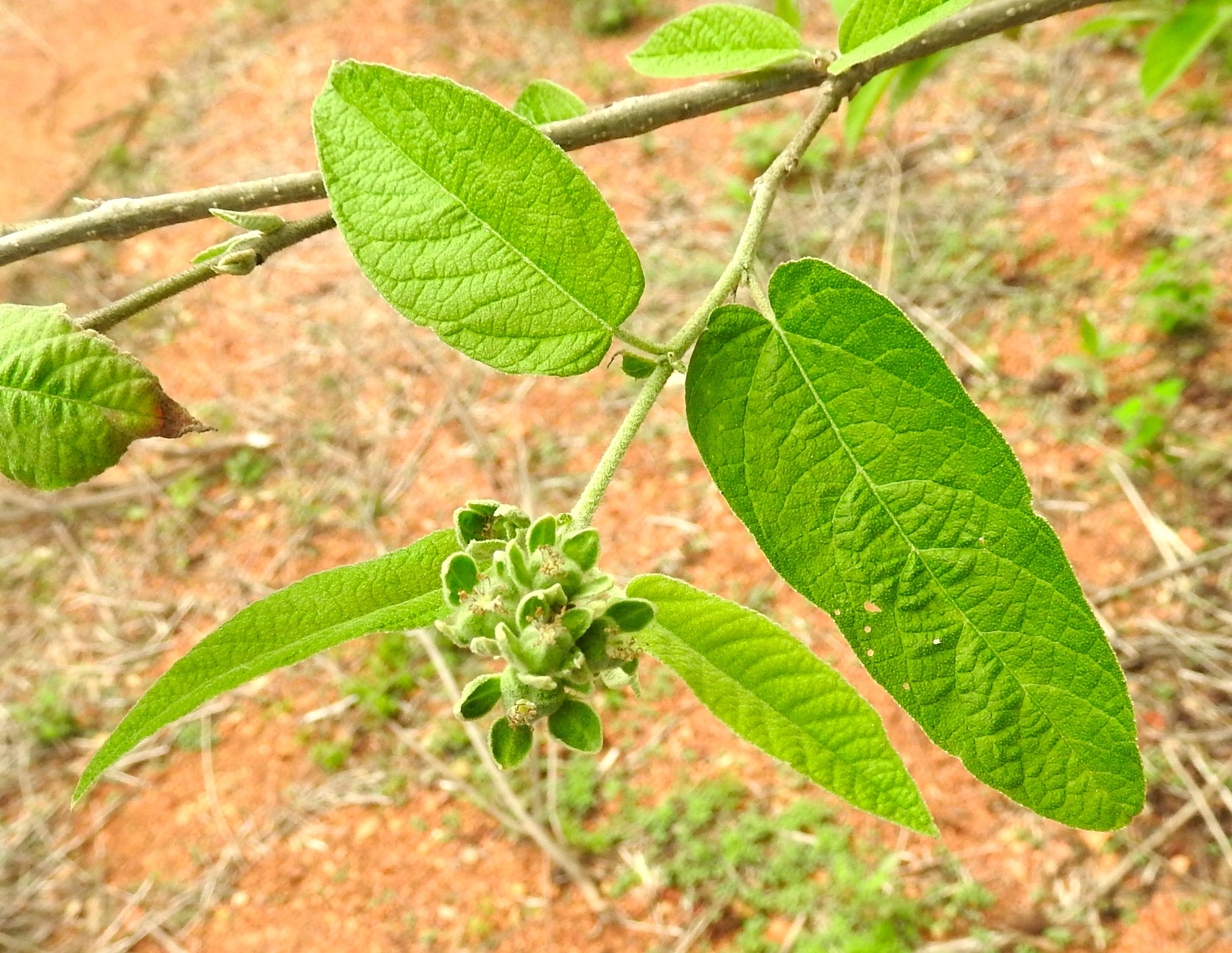 Croton alamosanus