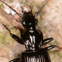 Platynini