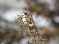 Harmologa sisyrana