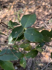 Olax dissitiflora
