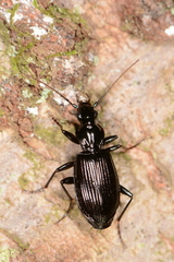 Platynini