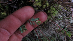 Euphorbia orbiculata