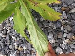 Erechtites hieraciifolius