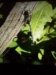 Aeshna canadensis
