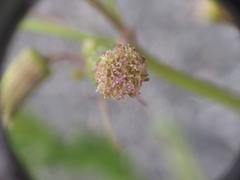 Erechtites hieraciifolius