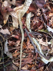 Coluber constrictor constrictor