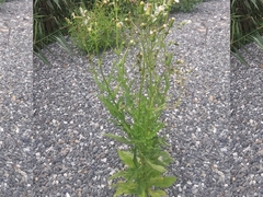 Erechtites hieraciifolius