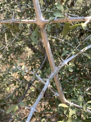 Pyrostria hystrix