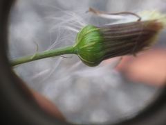 Erechtites hieraciifolius