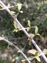 Pyrostria hystrix